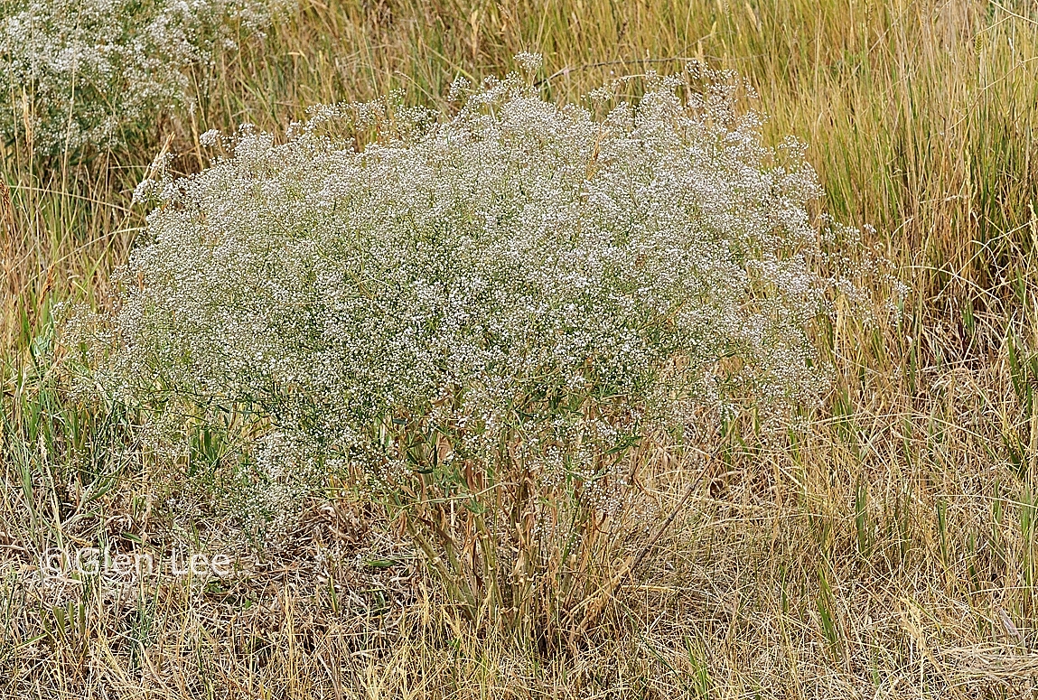 Gypsophila paniculata photos Saskatchewan Wildflowers